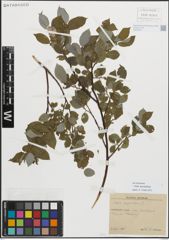 Foto von Salix myrsinifolia Salisb.